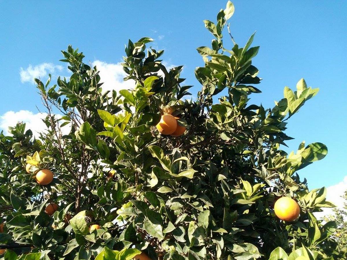 Agriturismo Calamosche Hotel Noto Luaran gambar